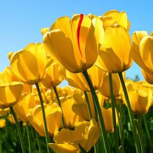 Meet your Posher, Alice